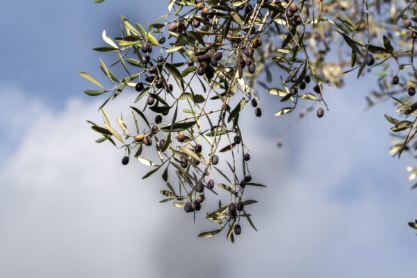 Olio Extravergine di Oliva Biologico  Monocultivar taggiasco Presidio Olivi Secolari Slow Food - Image 3